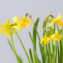 Daffodil bulb plant gift www.the gravesendflorist.co.uk